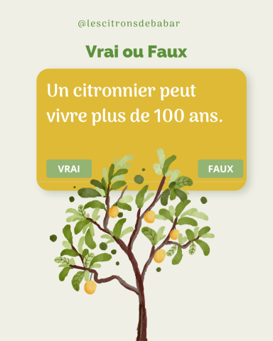 Visuel Les Citrons de Babar