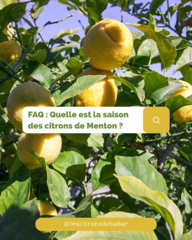 Visuel Les Citrons de Babar